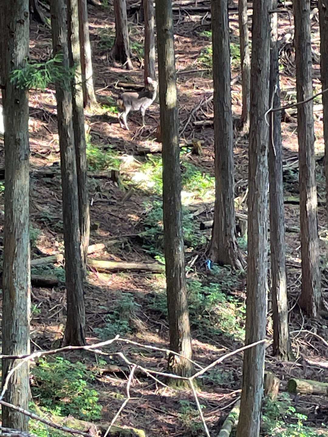 こっちの様子を伺うシカさん🦌