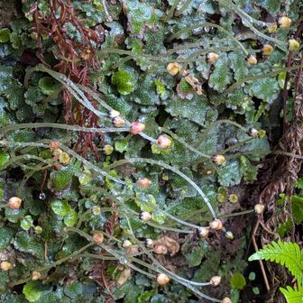 ジャゴケ❓
雨が降ると苔類は元気になります