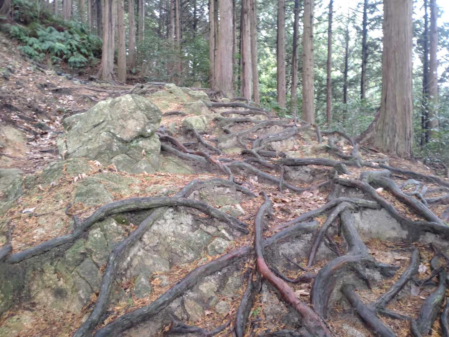 少しだけ自然道
