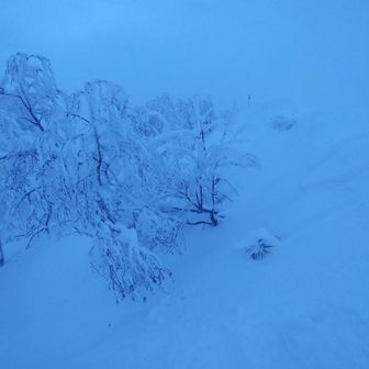 この辺りに山頂標識があるはずなのに…見つからず