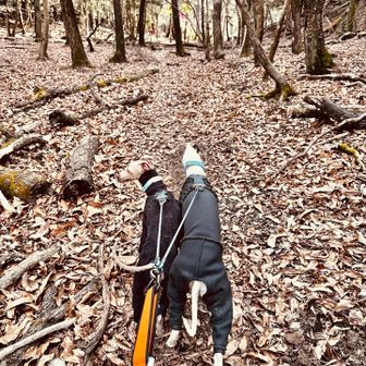 林道です。ここは道がわかりにくいのでピンクテープが頼り。