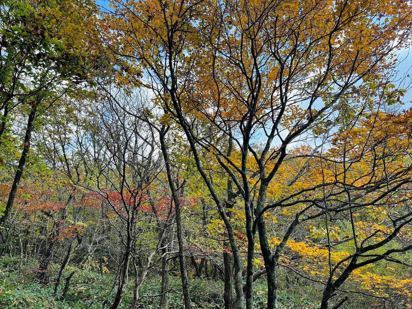 紅葉もチラホラ🍁