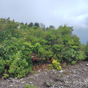3テン張れるくらいの地積です
これから険しそうなのでストックをザックに収めました
