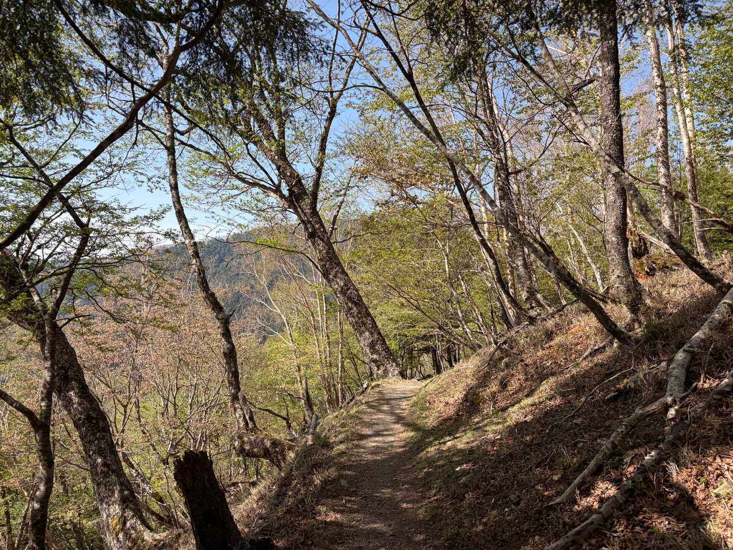 雲取山往復 | 関東屈指のパワースポット三峯神社から目指す東京最高峰の写真