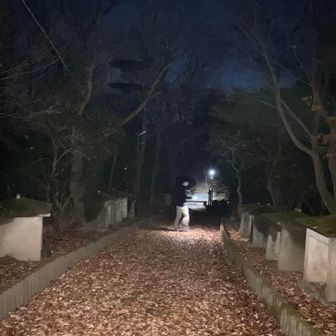 周辺は全体的に舗装の歩きやすい道でした