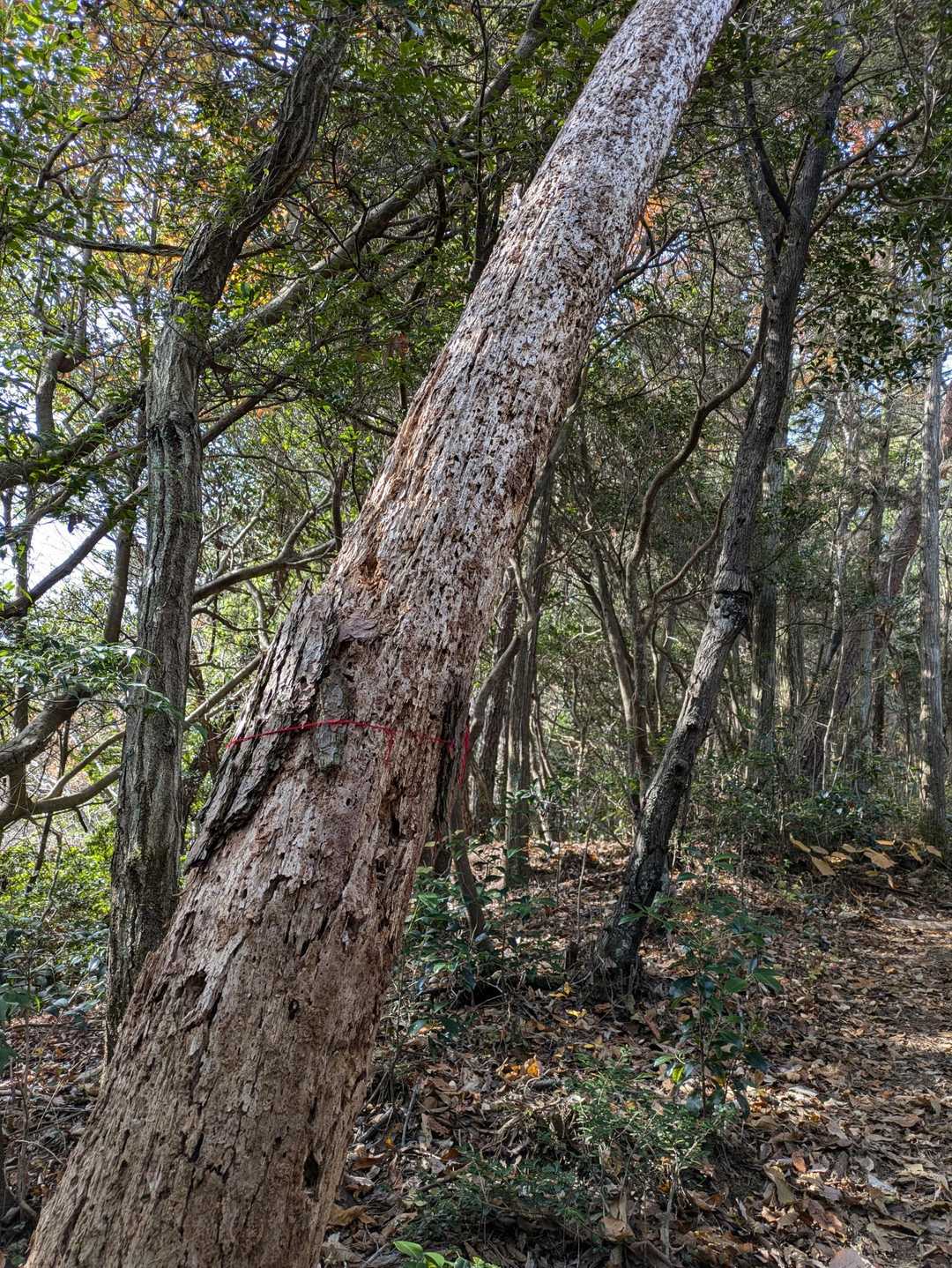 今にも倒れそう!
下は登山道、早く処理したほうが良い。