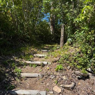 姥沢からまた登山道に入ります