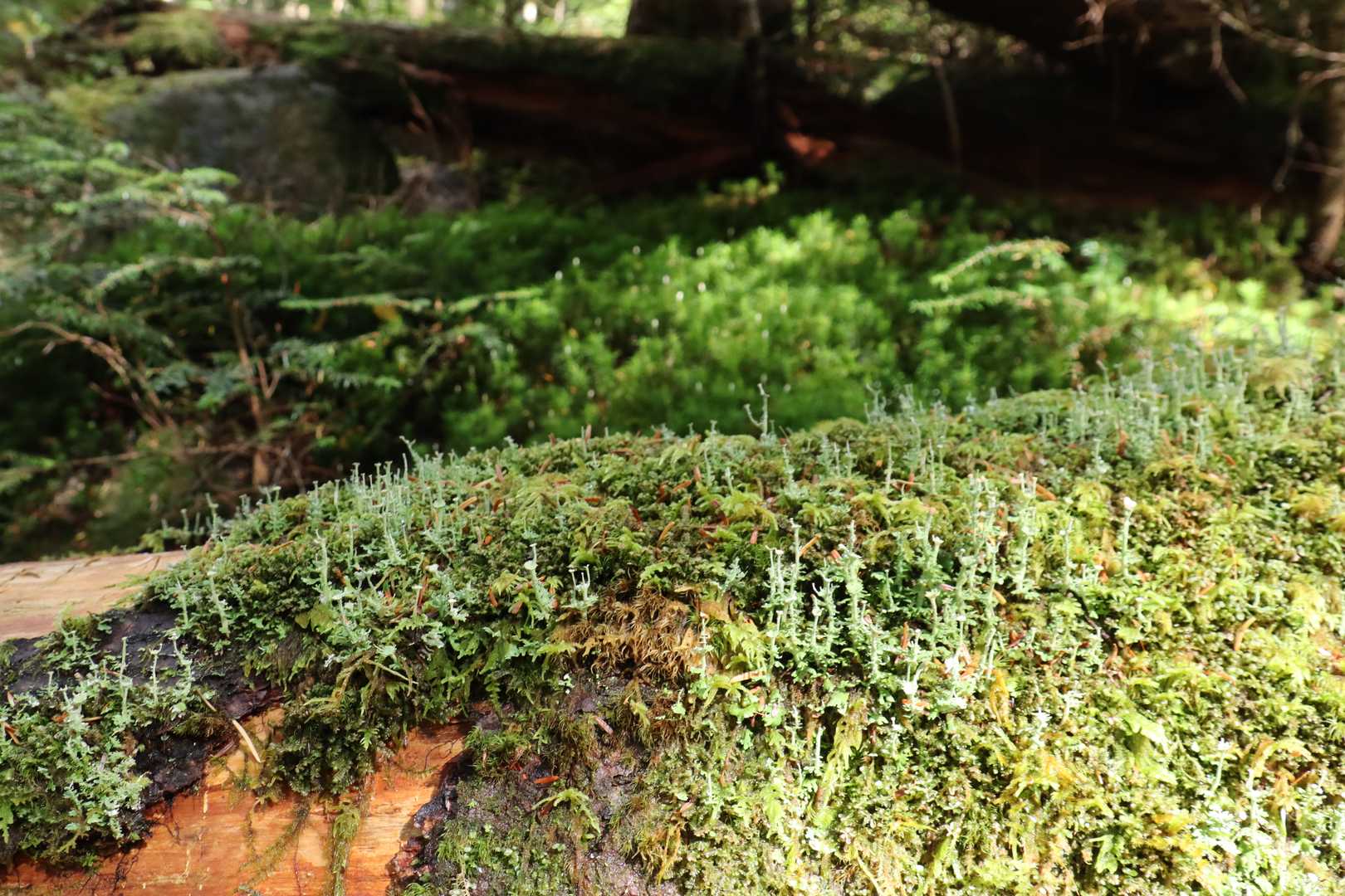 白駒池コース | 苔むした原生林と神秘の水面。北八ヶ岳特有の情景を見下ろす岩峰の写真
