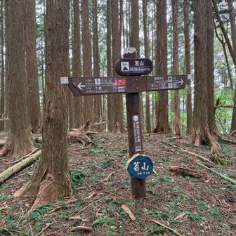 地味な若山到着