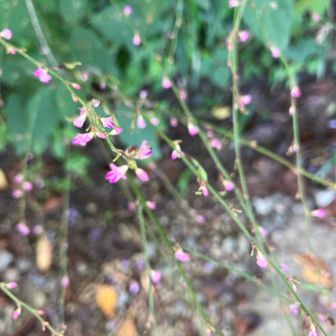 ハギの仲間かなぁ
秋の七草
女郎花・薄・桔梗・撫子・藤袴・葛・萩
［お好きな服は］←覚え方

葛の花を見たことないと言う方のために
花をむしり取って💦持ち帰る
ハチミツの様な甘い香り🩷
花は食べられるらしい