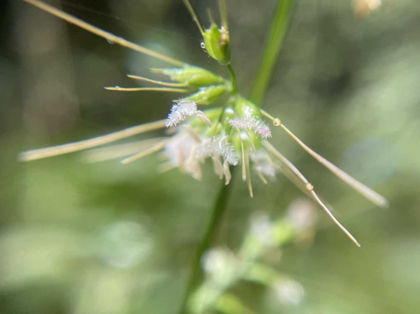 縮笹(チヂミザサ･イネ科)、今は どこに行っても花盛り😊