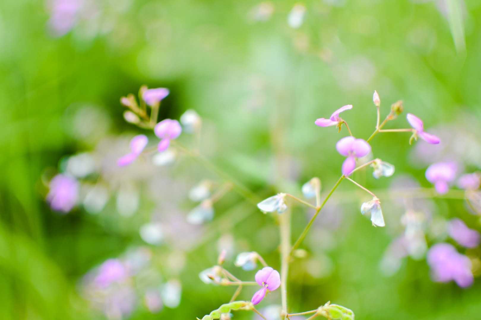 鳥脇山の写真