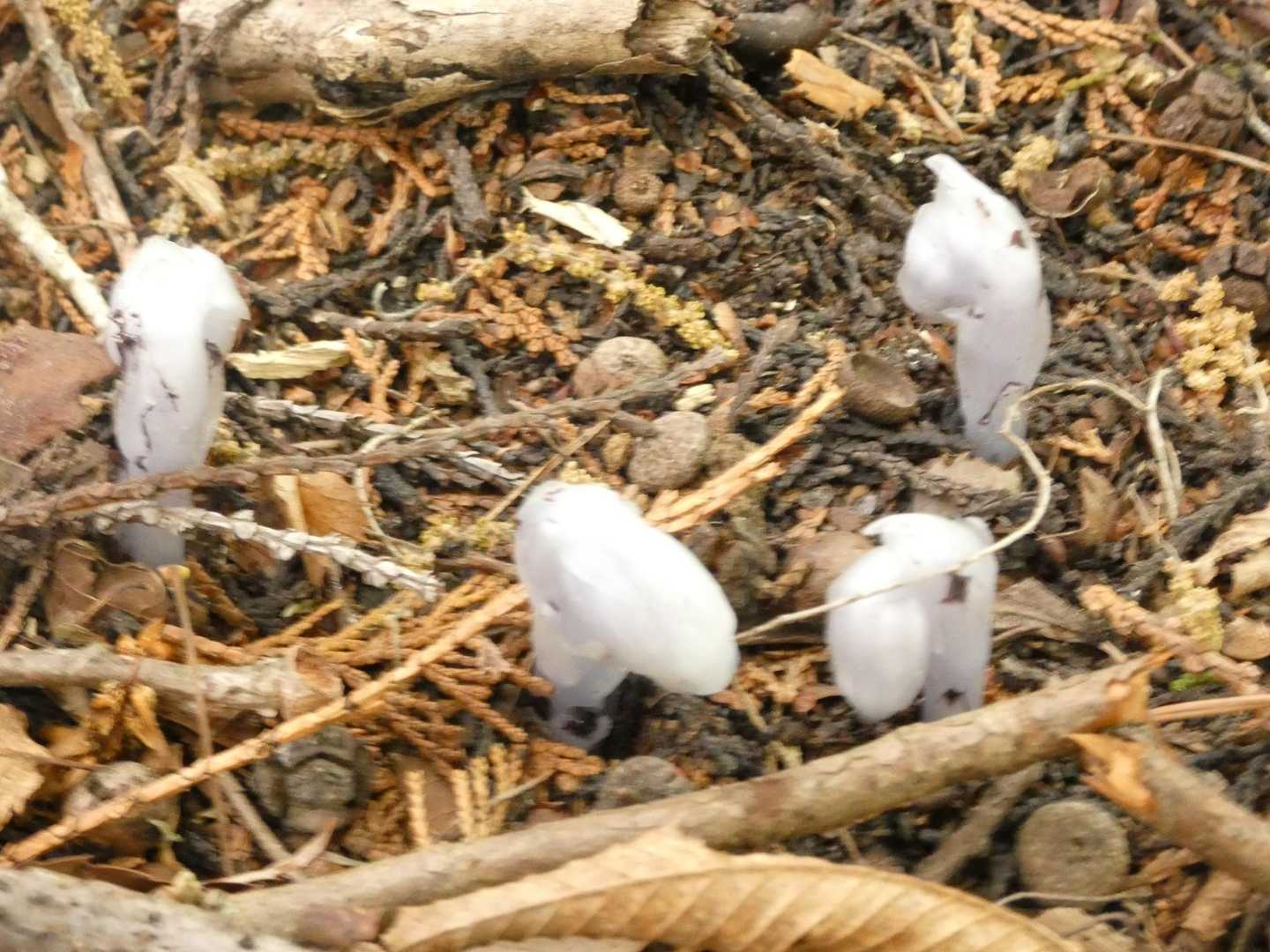 目の前にはなんと⁉️ギンリュウソウ✌️