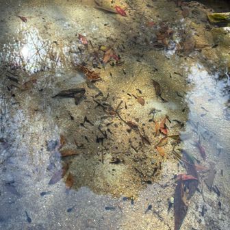 3月22日(日)

今日のオタマジャクシ。