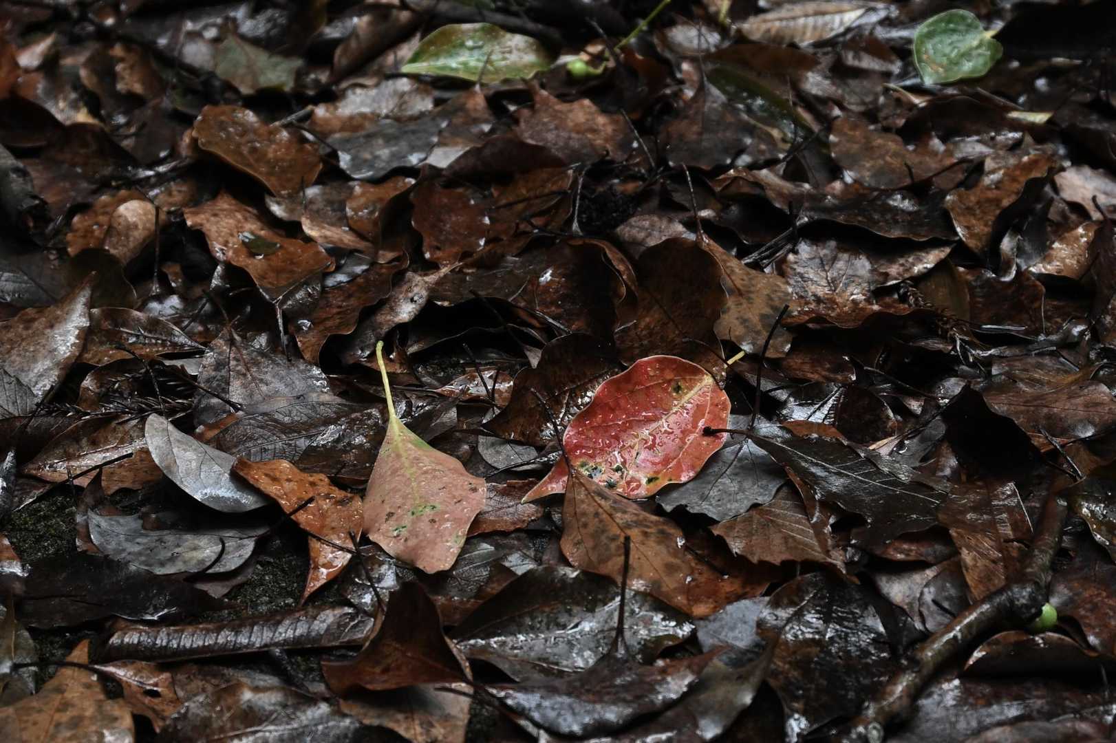 井野山 往復コースの写真