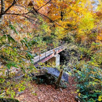 ほぼ下山に近い場所が紅葉🍁がキレイでした