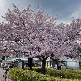 公園は桜が見頃だった。
チューリップも咲いててきれいだった。