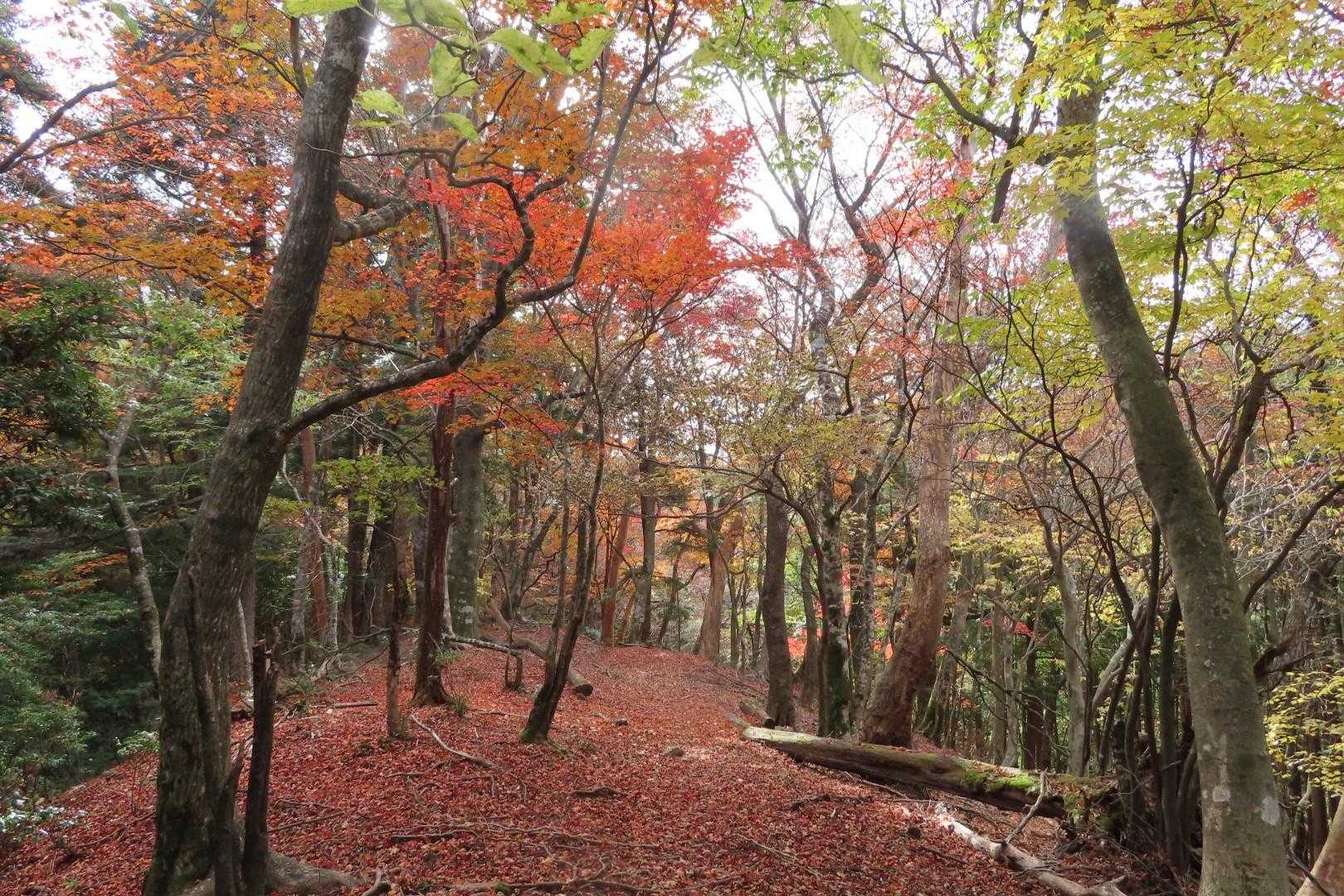 青石登山口-目丸山 往復コースの写真