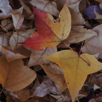 タイワンフウの葉🍁