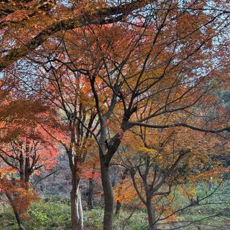 登山口付近の紅葉