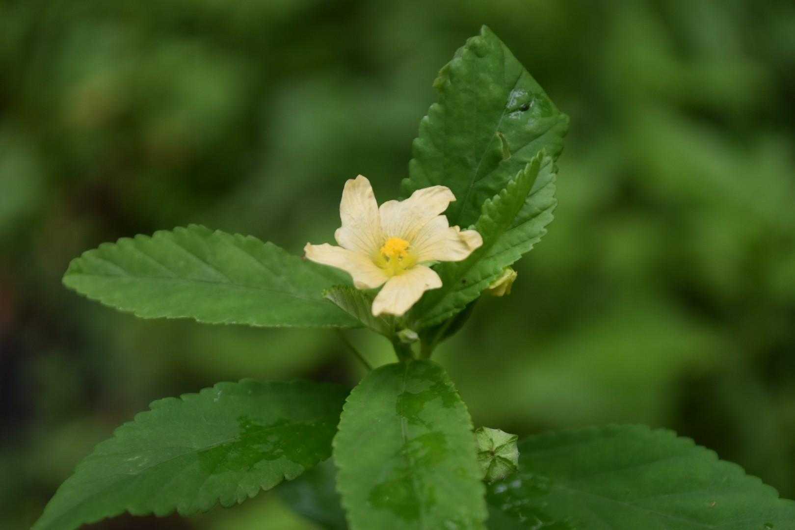 キンゴジカ（金午時花）。

花が午後から咲くかららしい。
９時半ですけど…🤔。