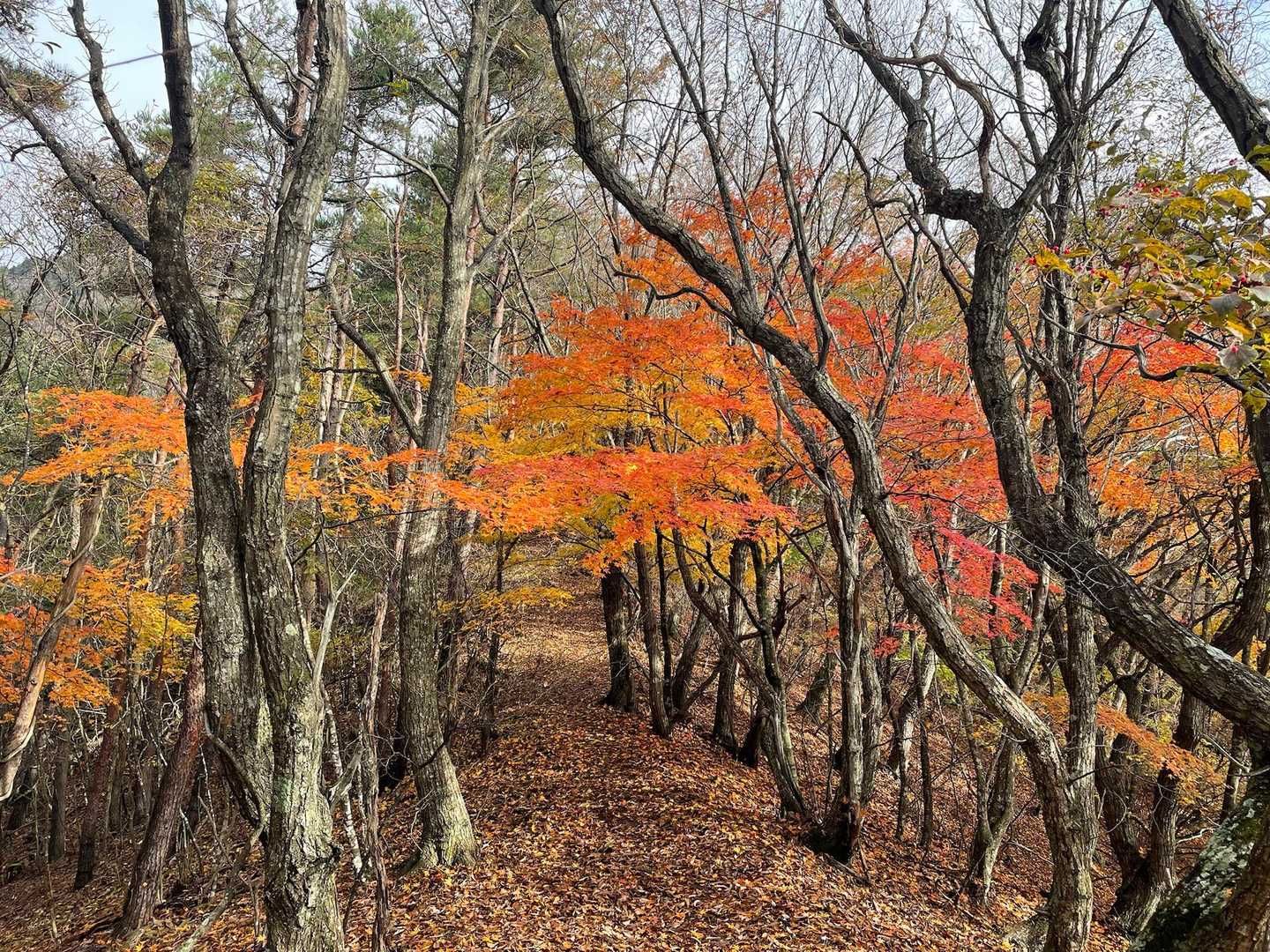 紅葉🍁の中を歩きました