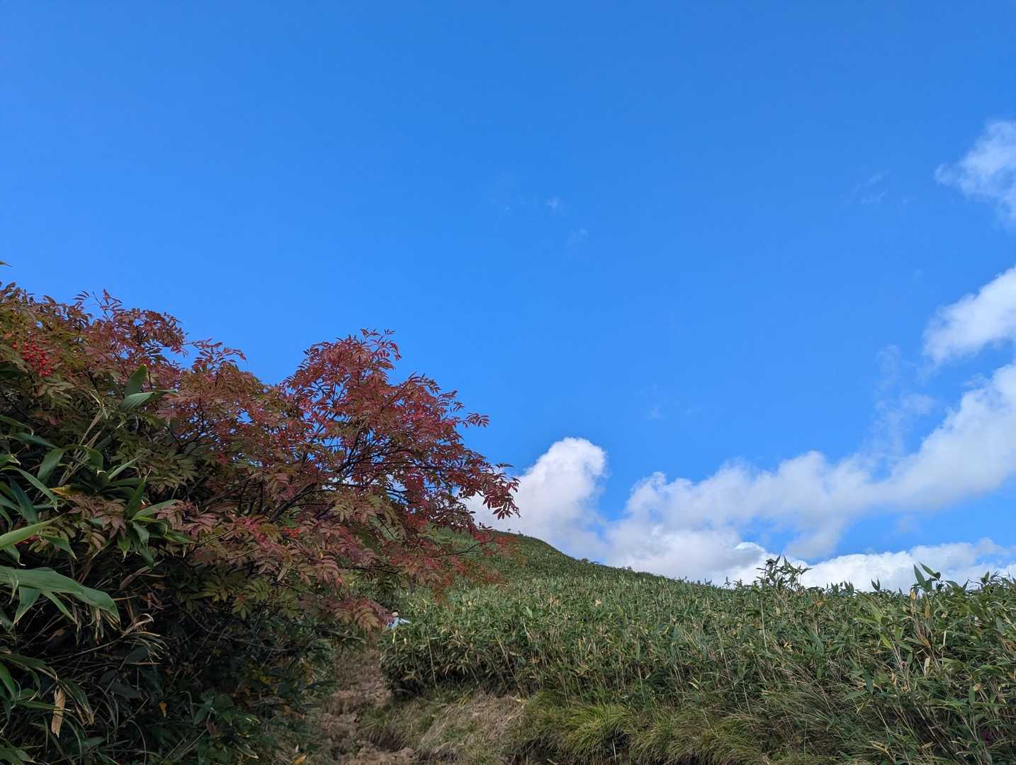 三ツ石山往復 | 山肌が真っ赤に染まる奇跡の全山紅葉、岩手山を望むパノラマ特等席の写真
