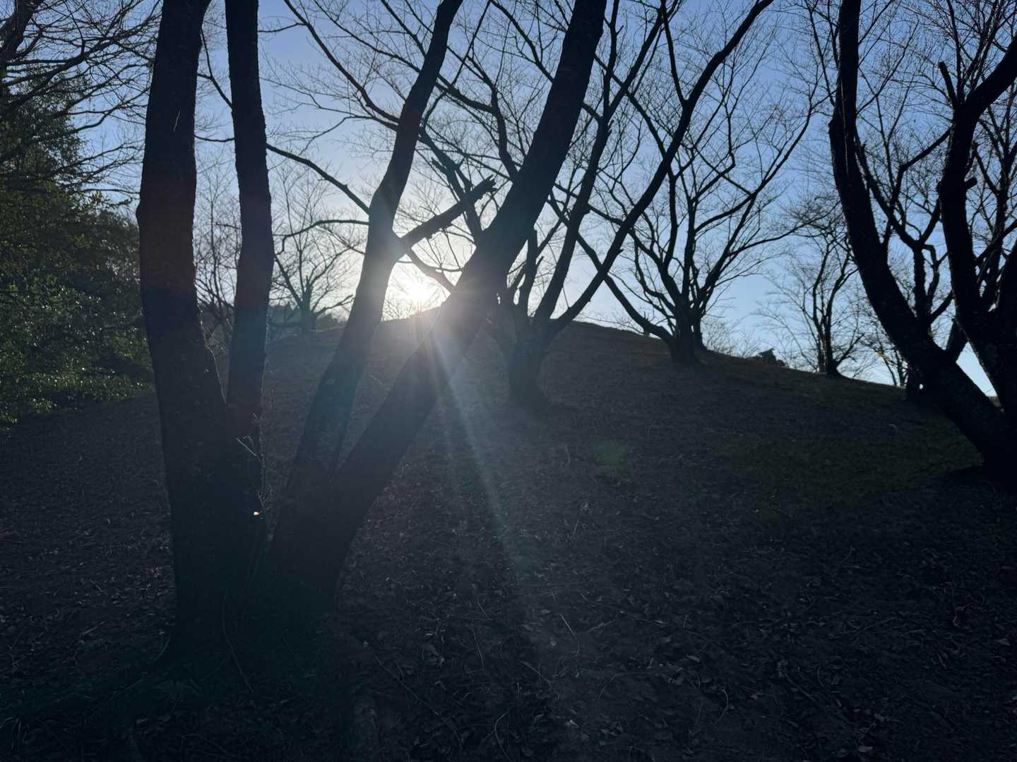 城山-こねこ山-猫山 周回コースの写真