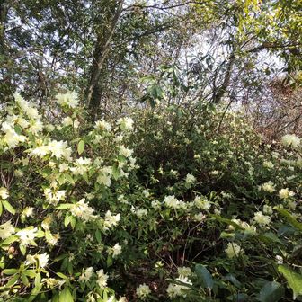 登山道も見えないほどのこのもりもり感✨