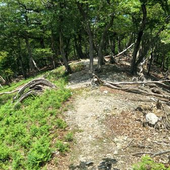 気持ちの良い稜線歩き…。いや樹林帯ばかりでした。