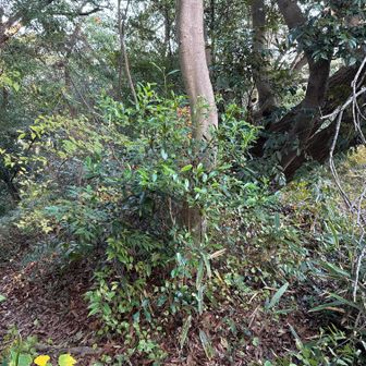 そろそろ「右かな」などと方向を気にせず左のふみ跡へ、右行くと彷徨います