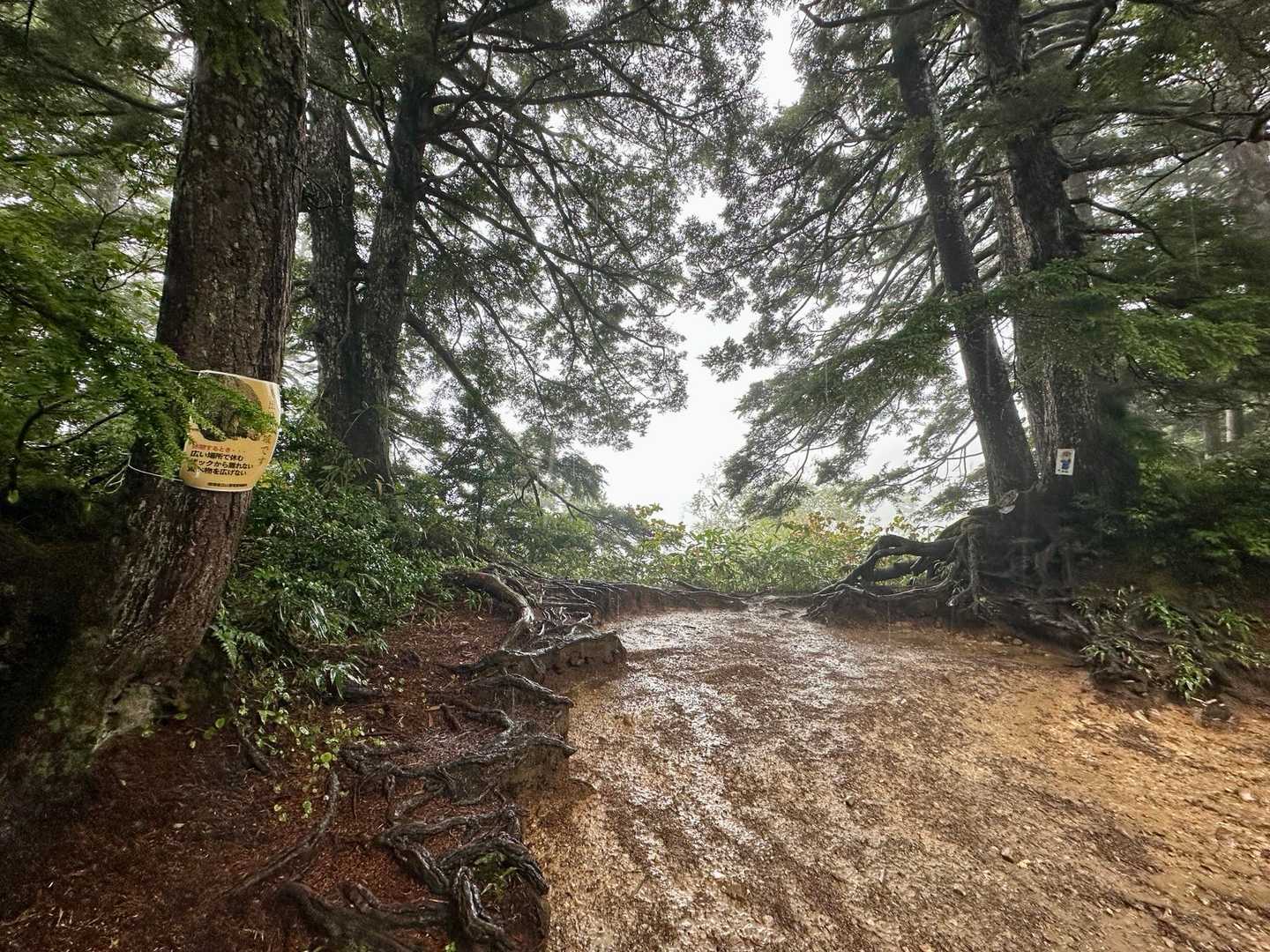 薬師岳登山口-五光岩ベンチ-アラスカ庭園-スイス庭園-祖父 縦走コースの写真