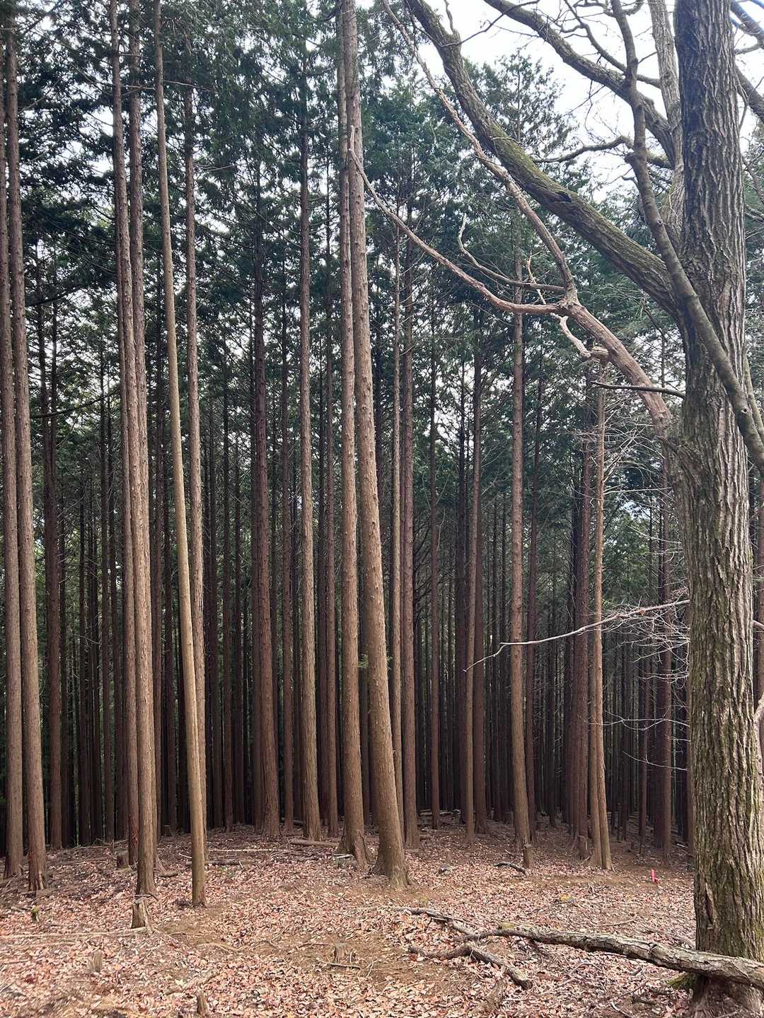 振り返って樹林帯。