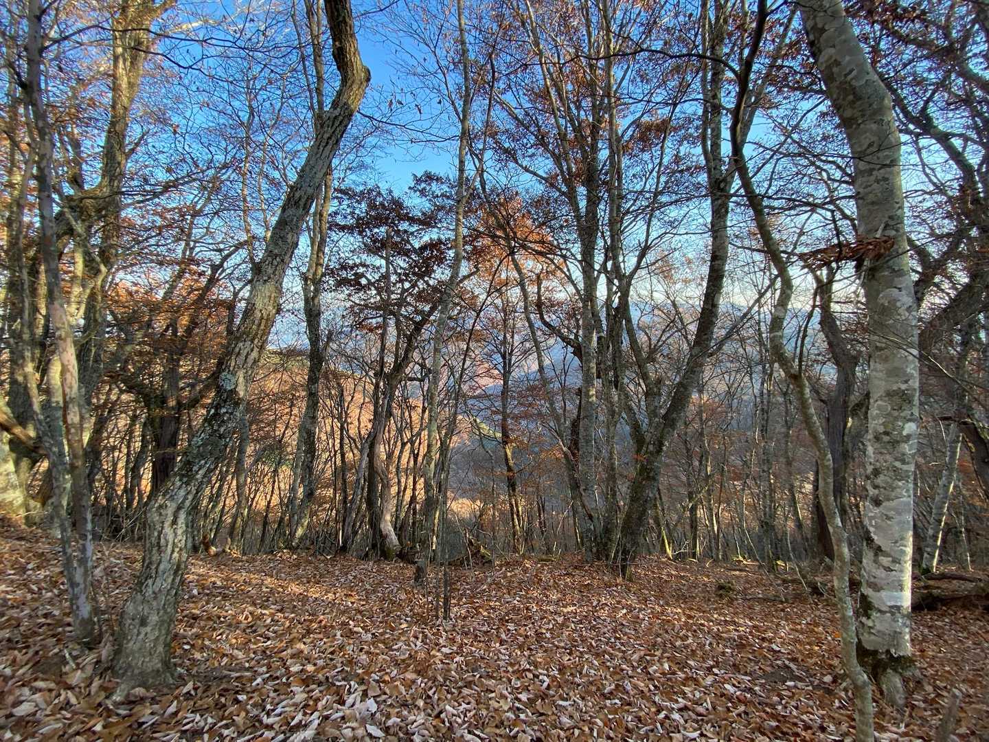 霜柱を踏みながら稜線まで登ってきた
風は冷たいが温まった体にはちょうどいい