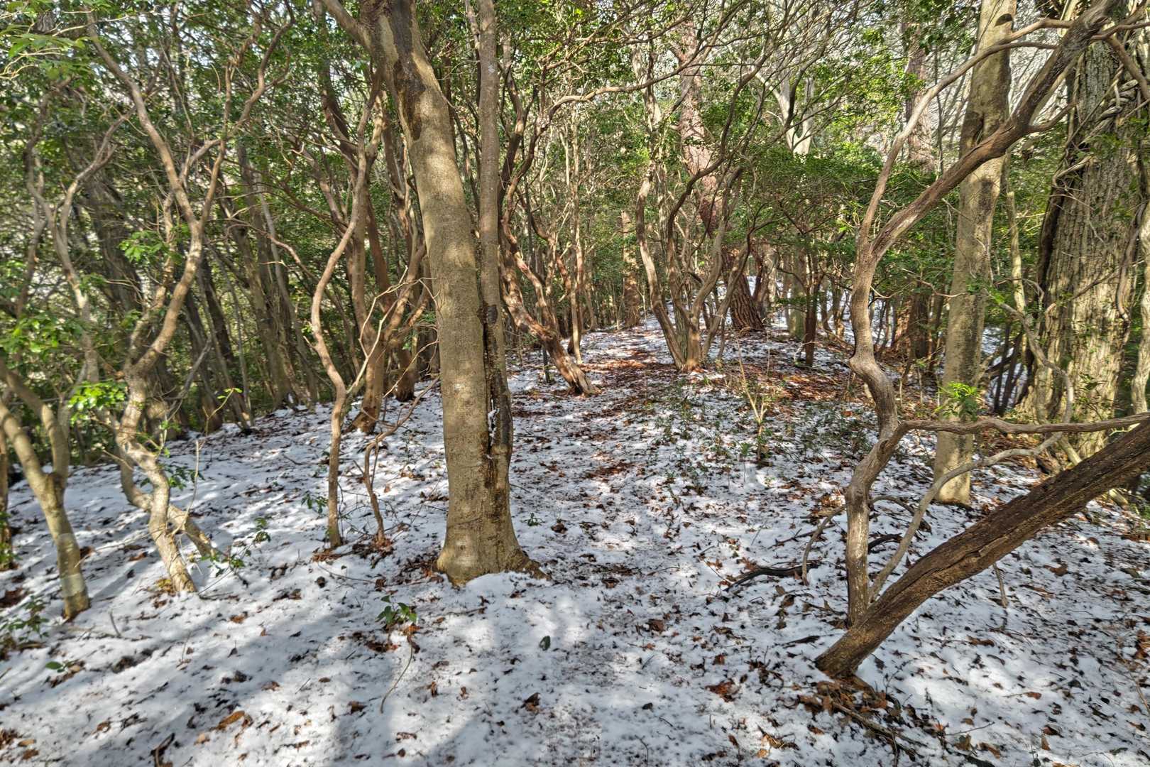 ここらから雪がうっすらあり急登だったので気持ちよかったです😄