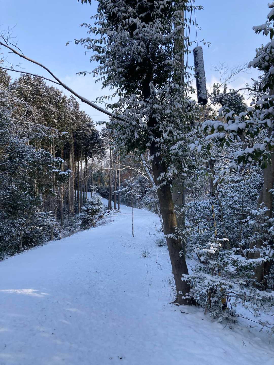 若山神社-若山 往復コースの写真
