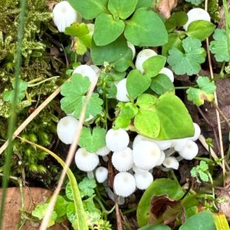 小さな🍄‍🟫いっぱい

イヌセンボンダケ