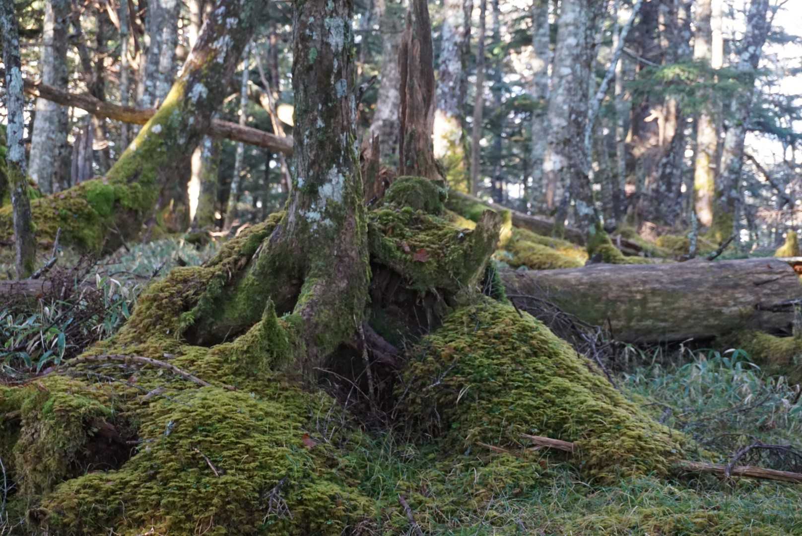 八ヶ岳よりも大がかりな苔の森