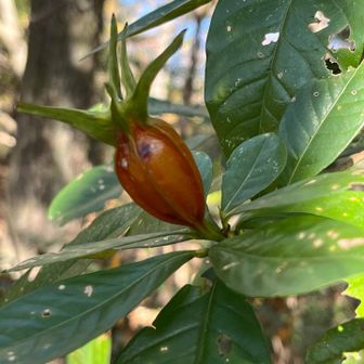 おー
クチナシみっけ

可愛い白い花の後こんなみになって
たくわんやキントンのいろによくつかわれるよ

死人にクチナシともいうよねぇーって友達とはなしていたよ！！
か果実が熟しても口をひらかないことからクチナシ
花言葉は｢私も幸せです｣

とくに怪談のような話はないとおもうけど（笑）

クチナシの和名｢梔子｣
