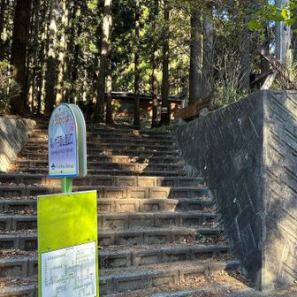 ここから山らしい道⛰️