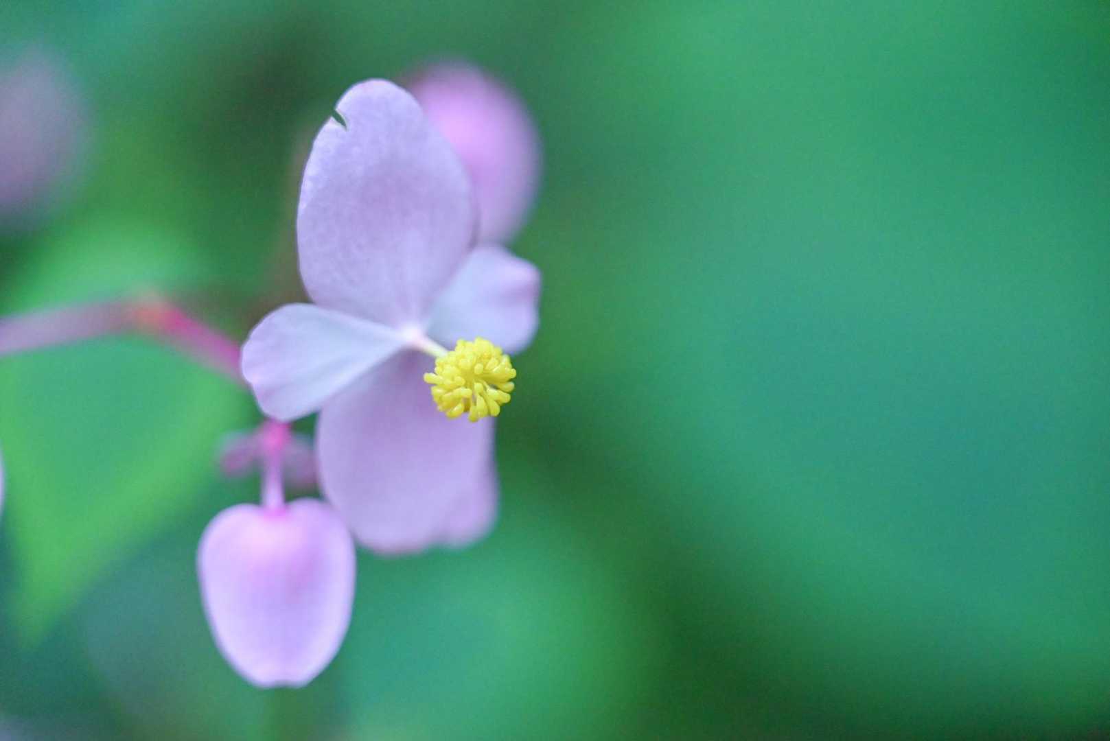 綺麗に咲いてます。