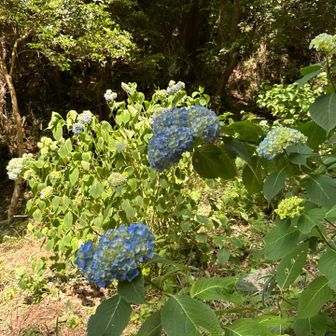 紫陽花が咲き始めました♪