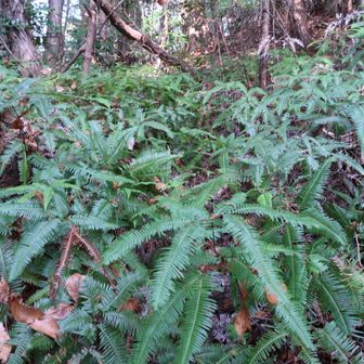 以前は登山道があったと思ったのですが、現在はなくなっていました