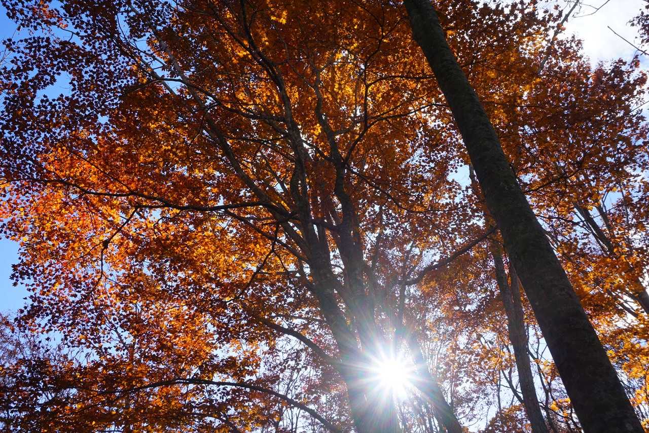 眩しい紅葉