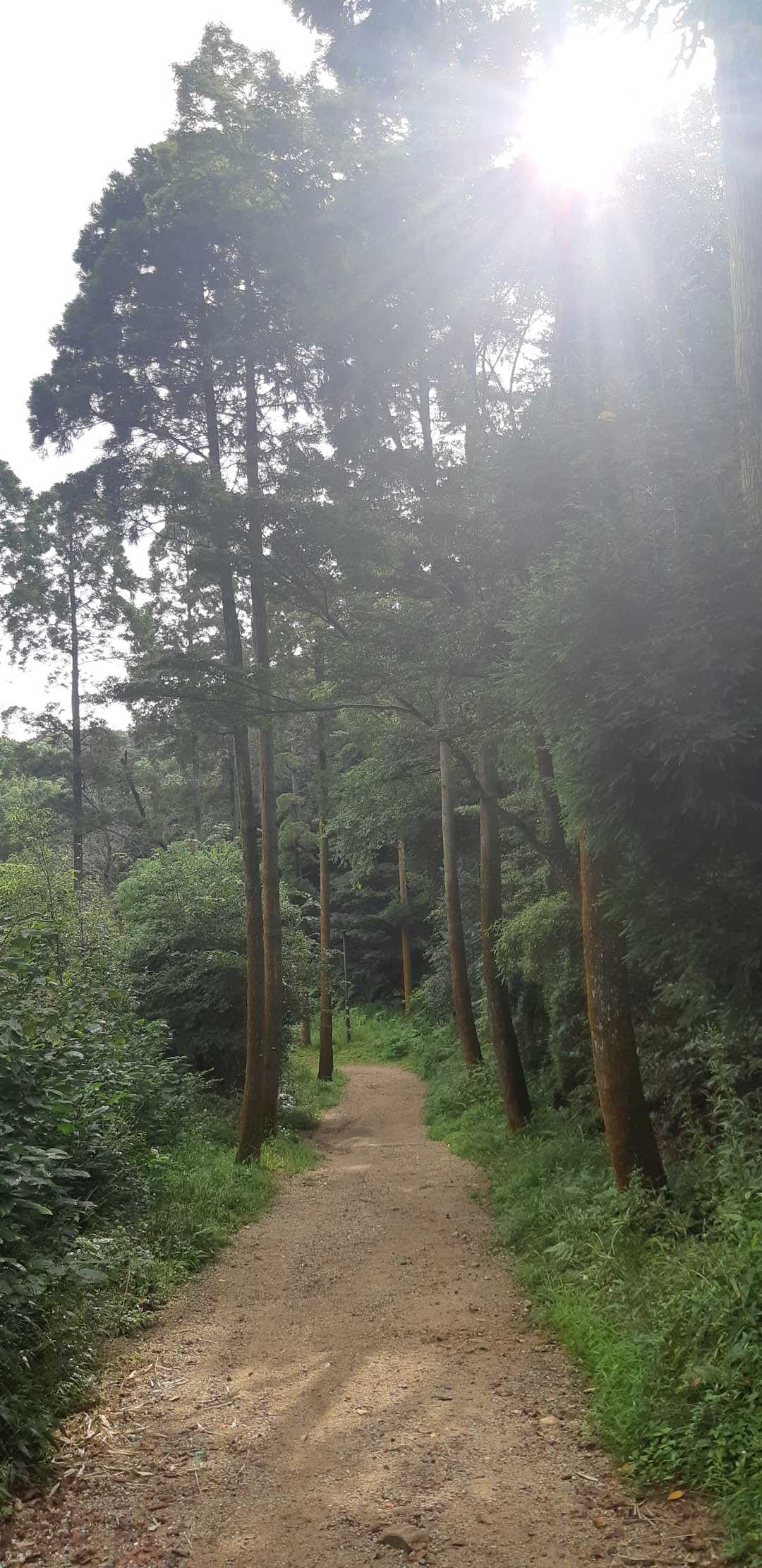 杉並木道より下山🎄