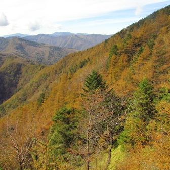黄葉する雲取山〽