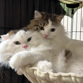 むぎ＆こむぎ