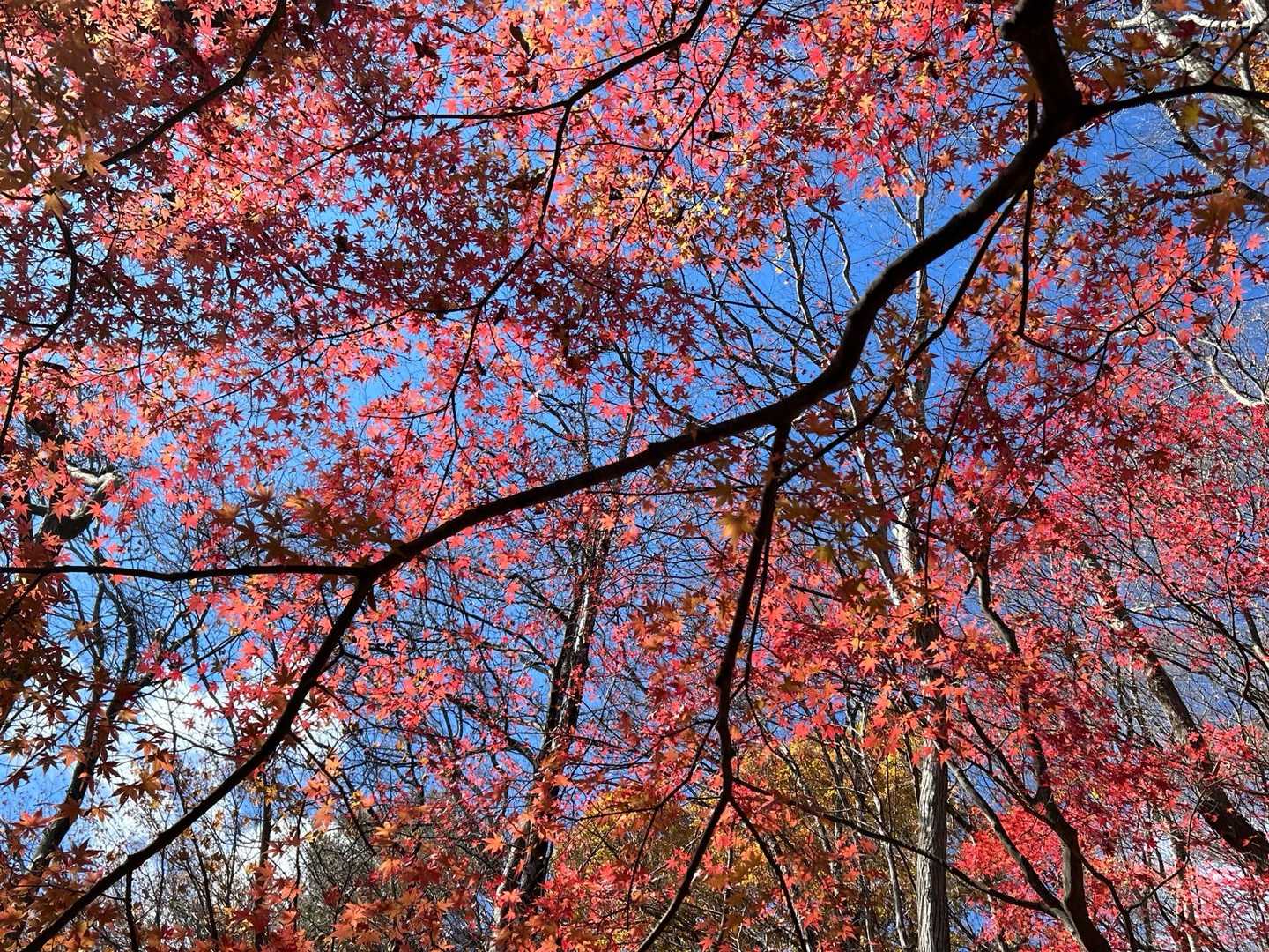 こちらは青空と紅葉🍁