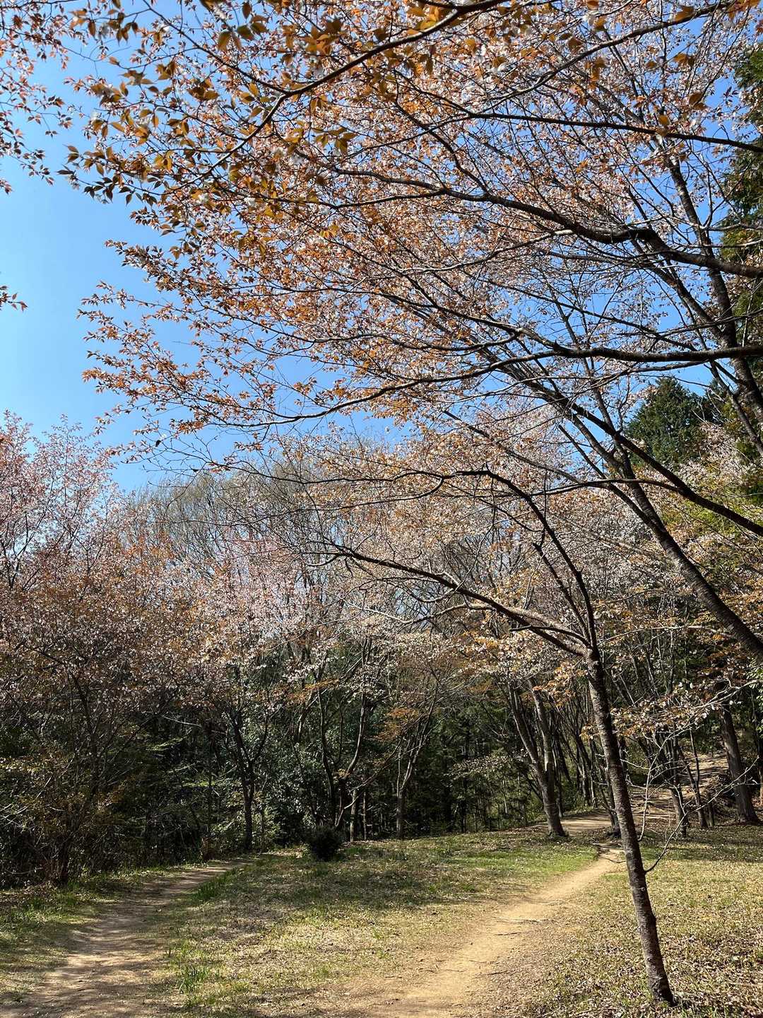 神楽尾山 周回コースの写真