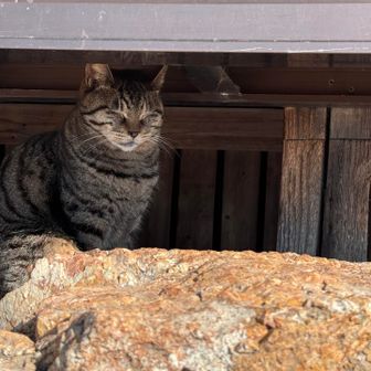 そして猫達がたくさん